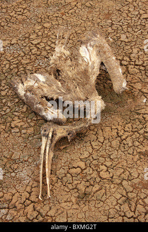 Cigogne peinte morts dans un champ sec fissuré, affectée par la sécheresse,concept du changement climatique et le réchauffement de la Banque D'Images