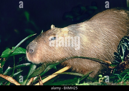 Capybara alimentation, la navigation, Banque D'Images