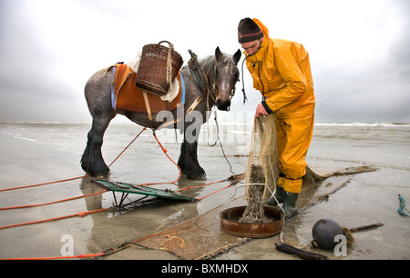 Shrimper et projet de cheval (Equus caballus) avec la pêche des crevettes filet le long de la côte de la mer du Nord, Oostduinkerke, Belgique Banque D'Images
