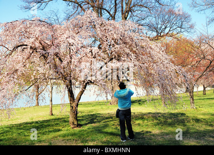 Personne prend des photos de cerisiers en fleurs au cours de Cherry Blossom Festival à Washington DC Banque D'Images