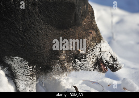 Le sanglier (Sus scrofa) sow à la recherche de nourriture dans la neige - Louvain-La-Neuve - Belgique Banque D'Images