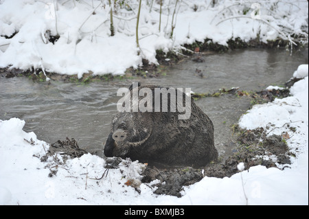 Le sanglier (Sus scrofa) sow-boue baignant dans un ruisseau après tempête de neige - Louvain-La-Neuve - Belgique Banque D'Images