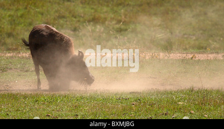 Un bison d'enroulement des vagues de poussière. Banque D'Images