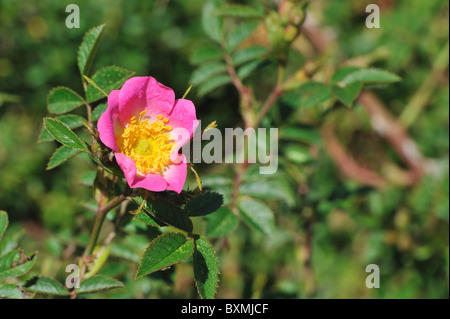 Dog rose (rosa canina) floraison en été - Cévennes - France Banque D'Images