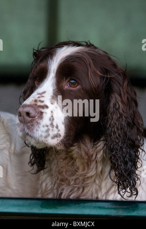 Springer Spaniel, Labrador, Cocker Anglais en arrière de véhicule sur un tournage jour Banque D'Images