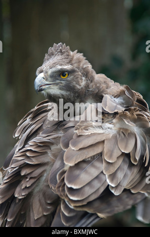 Aigle Martial Polemaetus bellicosus monde des oiseaux en captivité en Afrique du Sud, Cape Town Banque D'Images