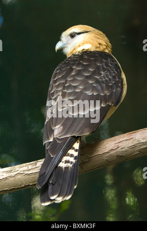 Caracara à tête jaune Milvago chimachima monde des oiseaux en captivité en Afrique du Sud, Cape Town Banque D'Images