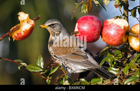 F) Fieldfare(turdus se nourrissant de pommes sur les branches de l'arbre pendant l'hiver dur cotoneaster météo en Irlande Banque D'Images