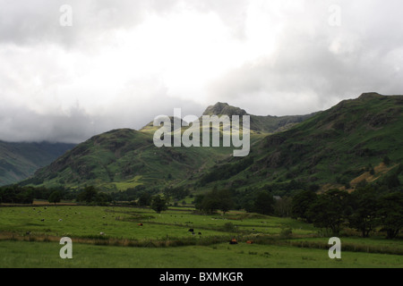Le pâturage du bétail dans les champs de ferme près de Langdale Pikes Lake District en été Banque D'Images