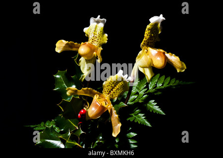 Trois orchidées Paphiopedilum (fleur exotique) portraits-vie horizontalement sur un fond noir entre Fougères et gui Banque D'Images