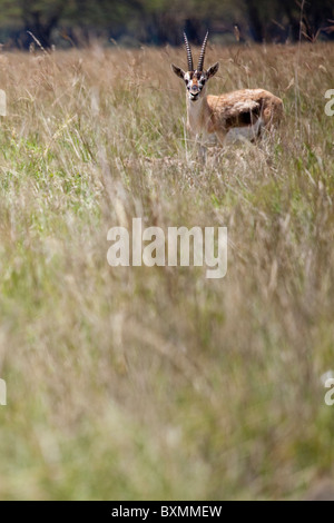 Gazelle de Thomson (Eudorcas thomsonii) Banque D'Images