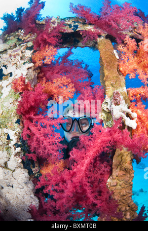 Scuba Diver et colorés riches coraux mous sur la structure métallique de la épave, Ras Mohammed, Sinai, Red Sea Banque D'Images