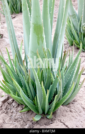 L'usine de Vera d'Aloès, la plantation sur le terrain, Banque D'Images