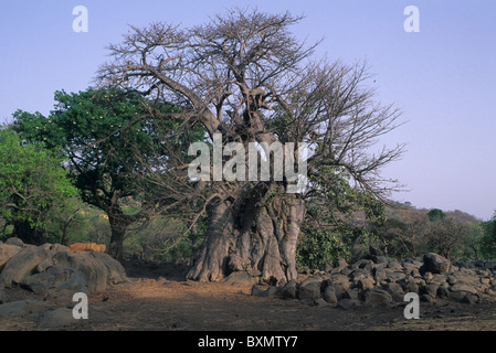 Baobab sacré ( pain de singe ) BEDIK ' Village d'Iwol ' Pays Bassari région de Tambacounda au Sénégal. Banque D'Images