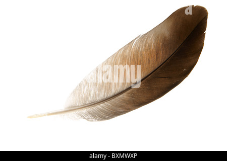 Des plumes oiseaux colombe close-up isolé sur fond blanc Banque D'Images