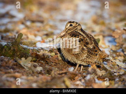 Bécasse des bois (Scolopax rusticola) entre le givre et la neige, couverts de plancher bois. Banque D'Images