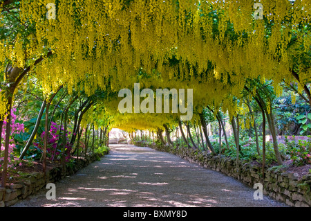 Le passage de Laburnum, les jardins Bodnant, près de Colwyn Bay, Clwyd, Nord du Pays de Galles, Royaume-Uni Banque D'Images