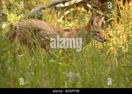 Un coyote chasse dans les hautes herbes. Banque D'Images