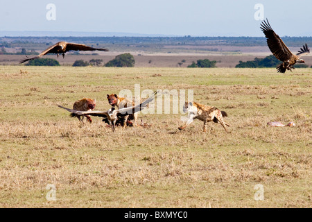 Les hyènes et les vautours, Masai Mara, Kenya Banque D'Images