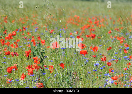 Pavot coquelicot - commun - (Papaver rhoeas) & Bleuet - bleue - (Centaurea cyanus) floraison dans un champ de céréales Banque D'Images