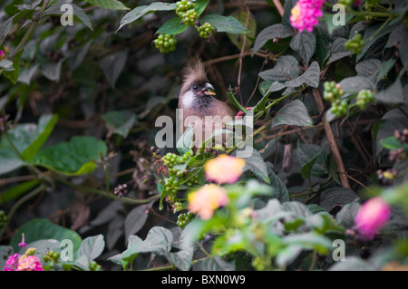 Speckled Mousebird (Colius striatus) manger des baies au bush - Nyeri, Kenya, Afrique de l'Est Banque D'Images