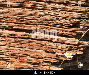 Roche sédimentaire à Marble Canyon, le Parc National de Kootenay, montagnes Rocheuses, British Columbia, Canada Banque D'Images