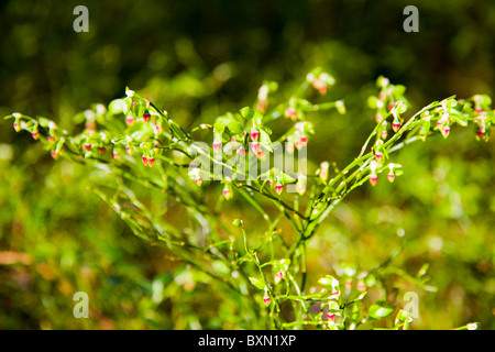 (Vaccinium myrtillus) fleurs. Banque D'Images