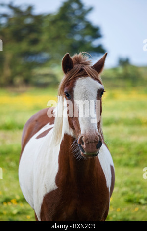 La cuisine traditionnelle irlandaise book Paint horse en prairie buttercup près de Kilmore, Irlande Banque D'Images