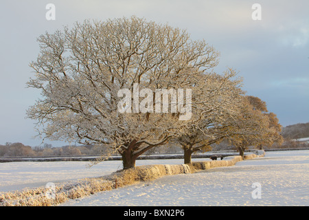 Trois arbres dans un champ dans l'hiver avec neige au sol Banque D'Images