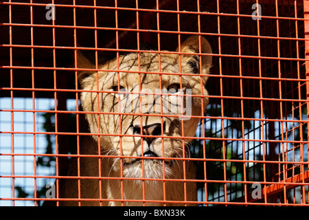 Cirque lion en cage Banque D'Images