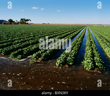 Laitue, formation de têtes seulement, étant fortement DOME IRRIGUÉES VALLÉE, près de Yuma, Arizona Banque D'Images