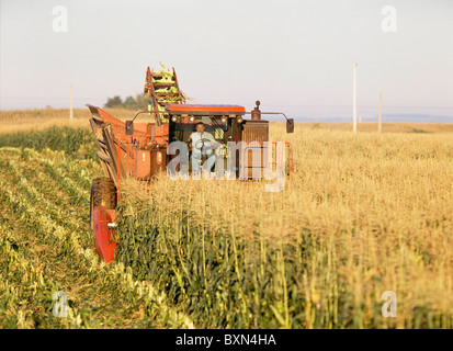 La RÉCOLTE DU MAÏS SUCRÉ VARIÉTÉ ASGROW PLUS AVEC DUMP PANIER ET CROÎTRE LA TÊTE (8400) de BYRON GROVELAND STATION, NEW YORK Banque D'Images