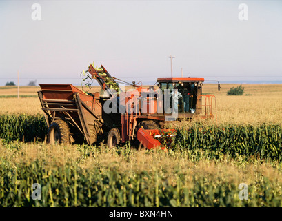 La RÉCOLTE DU MAÏS SUCRÉ VARIÉTÉ ASGROW PLUS AVEC DUMP PANIER ET CROÎTRE LA TÊTE (8400) de BYRON GROVELAND STATION, NEW YORK Banque D'Images