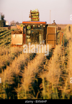 La RÉCOLTE DU MAÏS SUCRÉ VARIÉTÉ ASGROW PLUS AVEC DUMP PANIER ET CROÎTRE LA TÊTE (9400) de BYRON GROVELAND STATION, NEW YORK Banque D'Images