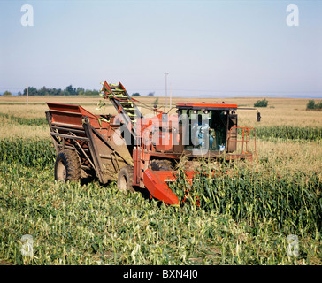 La RÉCOLTE DU MAÏS SUCRÉ VARIÉTÉ ASGROW PLUS AVEC DUMP PANIER ET CROÎTRE LA TÊTE (8400) de BYRON GROVELAND STATION, NEW YORK Banque D'Images