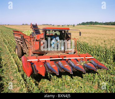 La RÉCOLTE DU MAÏS SUCRÉ VARIÉTÉ ASGROW PLUS AVEC DUMP PANIER ET CROÎTRE LA TÊTE (8400) de BYRON GROVELAND STATION, NEW YORK Banque D'Images