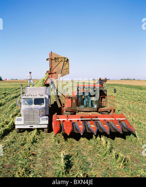 La RÉCOLTE DU MAÏS SUCRÉ VARIÉTÉ ASGROW PLUS AVEC DUMP PANIER ET CROÎTRE LA TÊTE (LES HOMMES EN HAUT DE LA REMORQUE DU TRACTEUR COMPLET) NEW YORK Banque D'Images