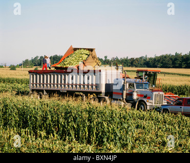 La RÉCOLTE DU MAÏS SUCRÉ VARIÉTÉ ASGROW PLUS AVEC DUMP PANIER ET CROÎTRE LA TÊTE (LES HOMMES EN HAUT DE LA REMORQUE DU TRACTEUR COMPLET) NEW YORK Banque D'Images