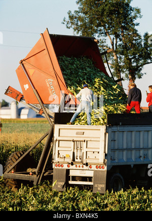 La RÉCOLTE DU MAÏS SUCRÉ VARIÉTÉ ASGROW PLUS AVEC DUMP PANIER ET CROÎTRE LA TÊTE (LES HOMMES EN HAUT DE LA REMORQUE DU TRACTEUR COMPLET) NEW YORK Banque D'Images