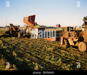 La RÉCOLTE DU MAÏS SUCRÉ VARIÉTÉ ASGROW PLUS AVEC DUMP PANIER ET CROÎTRE LA TÊTE (LES HOMMES EN HAUT DE LA REMORQUE DU TRACTEUR COMPLET) NEW YORK Banque D'Images