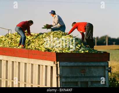 La RÉCOLTE DU MAÏS SUCRÉ VARIÉTÉ ASGROW PLUS AVEC DUMP PANIER ET CROÎTRE LA TÊTE (LES HOMMES EN HAUT DE LA REMORQUE DU TRACTEUR COMPLET) NEW YORK Banque D'Images