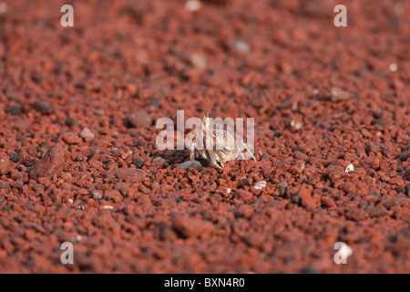 Le crabe fantôme (Ocypode gaudichaudii) sur une quête de Red Rock Beach sur l'île de Rabida, Galapagos. Banque D'Images