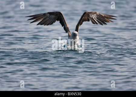 Fou à pieds bleus (Sula nebouxii) Vol de prendre les eaux au large de l'île de Rabida, Galapagos. Banque D'Images