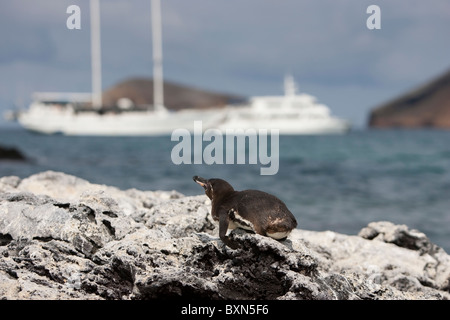 Îles Galápagos (Spheniscus mendiculus), reposant sur un rocher avec une paire de bateaux d'excursion dans l'arrière-plan sur Sombrero Chino Islan Banque D'Images