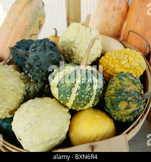 Un panier de courges décoratives AU STAND DE LÉGUMES HABERSHAM. HABERSHAM Comté (Géorgie) Banque D'Images