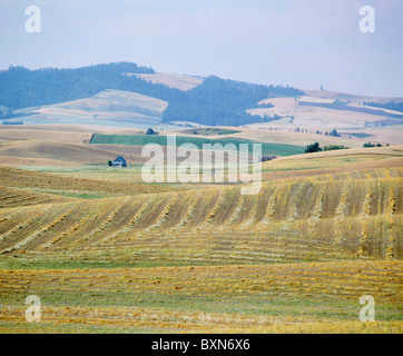 Les lentilles andainé, PRÊT POUR COMBINER AU NORD-EST DE PALOUSE, WA Banque D'Images