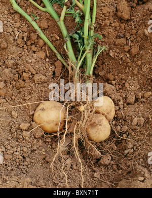 Irish Cobbler pomme de terre (Solanum tuberosum) mis au jour l'usine montrant les racines et tubercules Banque D'Images