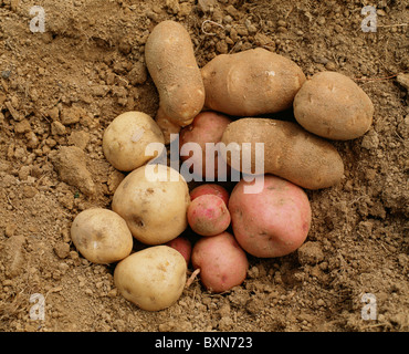 Pommes de terre (Solanum tuberosum) PONTIAC NORGOLD RUSSET ROUGE ET Irish Cobbler Banque D'Images