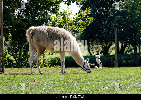 Un lama enchaîné et le pâturage sur les rives de la rivière Vilaine Redon France. Banque D'Images