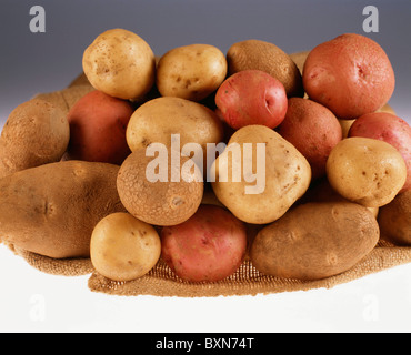 Pommes de terre (Solanum tuberosum) RED PONTIAC, NORGOLD RUSSET ET IRISH COBBLER / STUDIO Banque D'Images